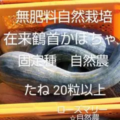 鶴首かぼちゃ　種20粒以上♪　無肥料自然栽培　自然農　固定種　自家採種