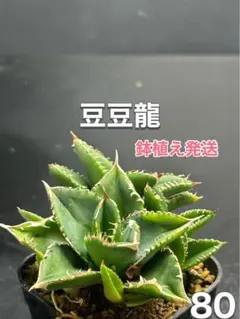 速達【鉢ごと発送】希少　超選抜　特大　アガべ　チタノタ　豆豆龍錦　覆輪斑　TC 速達【鉢ごと発送】活着 サイズ大 アガベ チタノタ 太陽神錦 白中斑 TC