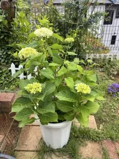 常緑ヤマボウシ 十五夜 株立ち 常緑樹 クリーム色の花 約70cm 常緑ヤマボウシ 十五夜 株立ち 常緑樹 クリーム色の花 約70cm - メルカリ