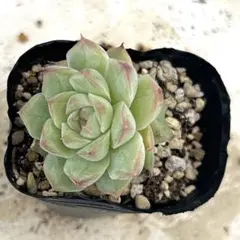 粉月影 抜き苗 多肉植物 エケベリア - メルカリ