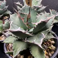 2025年最新】姫厳龍の人気アイテム - メルカリ