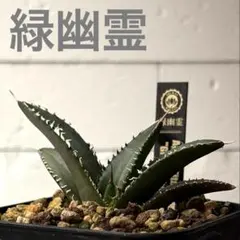 2026年最新】アガベグリーンゴーストの人気アイテム - メルカリ