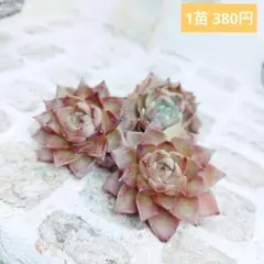 多肉植物 斑入センペルビウム 白枠内3株 速達便発送 - メルカリ