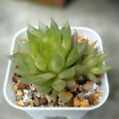 ハオルチア 翠雲雪花錦 カキ仔 ＊ 抜き苗 発根済 - メルカリ