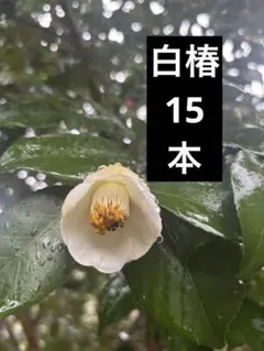 山野草　妖精の舞　シラネアオイ　15C 山野草 妖精の舞 シラネアオイ 15C - メルカリ