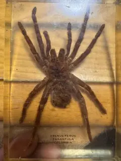 2026年最新】タランチュラ標本の人気アイテム - メルカリ
