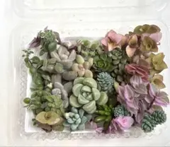 2026年最新】多肉植物エケベリア寄せ植えセット多肉弁当の人気アイテム