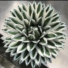 2025年最新】アガベ 氷山の人気アイテム - メルカリ