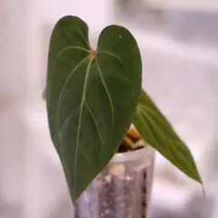 2025年最新】anthurium king ofの人気アイテム - メルカリ