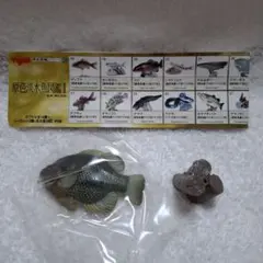 2025年最新】原色淡水魚図鑑Ⅱの人気アイテム - メルカリ