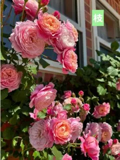 今だけお得！冬割キャンペーン_人気品種／希少／バラ枝／挿し穂セット