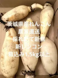 新鮮なレンコン 茨城県産れんこん　新れんこん　箱込み1.5kg以上のサムネイル