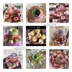 専用ページ　　　　　　【25211】　9品種　子株カット　10点