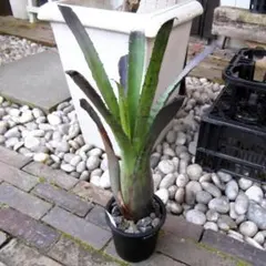 2026年最新】ホヘンベルギアの人気アイテム - メルカリ