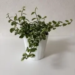 피쿠스 푸밀라 써니 화이트