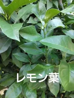 レモンの葉　無農薬