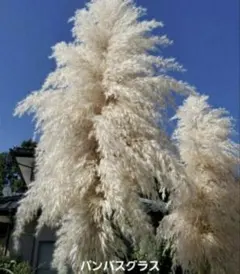 さとやん様 リクエスト 2点 まとめ商品