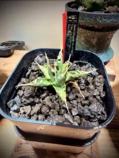 2026年最新】エボリスピナ の人気アイテム - メルカリ