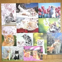 春　桜　猫のポストカード 10枚セット