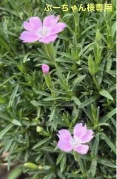 ぶーちゃん様 リクエスト 3点 まとめ商品