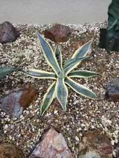 アガベ 斑入り 観葉植物 ドライガーデン　アガベアメリカーナ（斑入り）