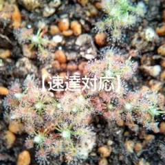 【速達】ころり様 リクエスト 2点 まとめ商品