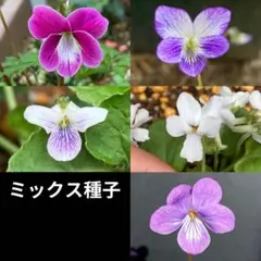 kiara様 リクエスト 2点 まとめ商品