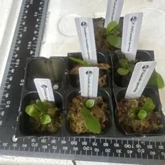 パキポディウム ウィンゾリー 輸入種子 10粒 2026.06.15 入荷 - メルカリ