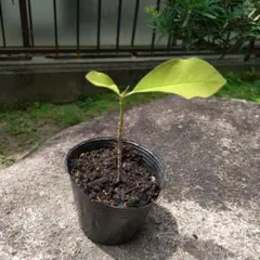 朴の木　ホオノキ　ホウバ③　四種郵便のサムネイル