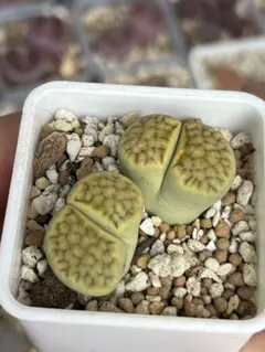 アリオカルプス　カリフラワー　実生　抜き苗　検）コピアポア　黒王丸　葵大蓮 アリオカルプス カリフラワー 実生 抜き苗 検）コピアポア 黒王丸 葵大