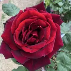 バラ苗　バラ挿し木苗　パパ①