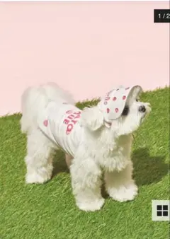 ジェラピケジェラートピケ 犬用 ストロベリー柄 サンバイザーのサムネイル