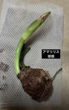 アマリリス 大きめ球根　赤白ストライプバイカラー　毎年咲く　抜き苗のサムネイル