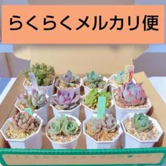 ♥おらいさん、ぼのぼのさんなど…♥抜き苗♥️多肉植物　詰め合わせセット