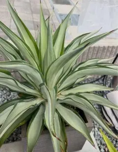 2025年最新】デスメティアーナの人気アイテム - メルカリ