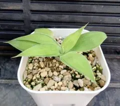 【極上美株】アガベ　アテナータ　カラズストライプ　大株　9号鉢 極上美株】アガベ アテナータ カラズストライプ 9号鉢 斑入り