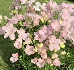 nuts様 リクエスト 2点 まとめ商品