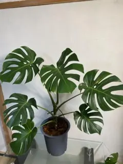 okeno様専用価格 モンステラ デリシオーサ 8号鉢つき 2株植え - メルカリ