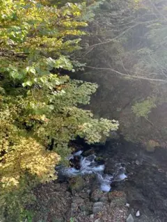 ケチャップ様専用