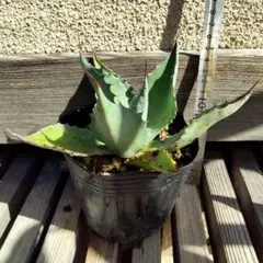 K*o様 人気品種　アガベ　オバティフォリア　キラー　斑入り　発根済み　メルカリ アガベ オバティフォリア キラー | hanayoshi-botanical