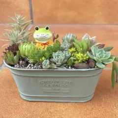 ♡そのまま飾れる♡カエルちゃんの可愛い多肉植物寄せ植え