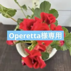 B＊Operetta様 リクエスト 2点 まとめ商品