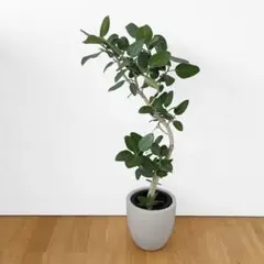 フィカス・ベンガレンシス 140cm 8号 S-shaped tree form - メルカリ