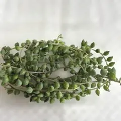 多肉植物☆ピーチネックレス