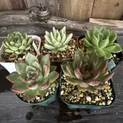 アンパンマン様確認用エケベリアセットです❣️ 箱いっぱいでオマケも入る❣️やっす❣️