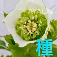 2026年最新】広瀬園芸 クリスマスローズの人気アイテム - メルカリ