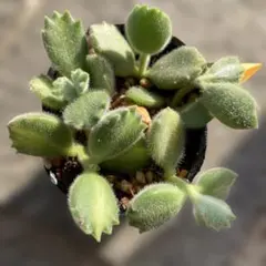 tenten様 リクエスト 2点 まとめ商品