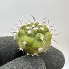 コピアポア　シネレア v. アルビスピナ　白刺黒王丸　実生　①のサムネイル
