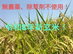 令和8年無農薬新玄米ミルキークイーン！５キロのサムネイル