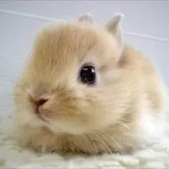 専用ページ^ - ^